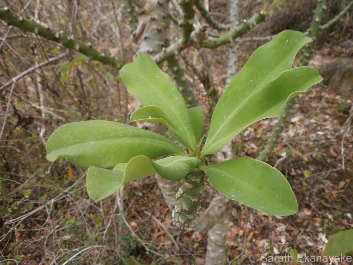 Euphorbia nivulia Buch.-Ham.